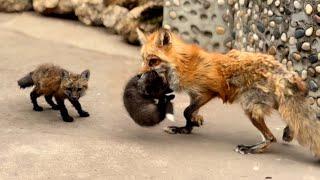 Wow! A hungry fox  carried its baby to my house and refused to leave! 