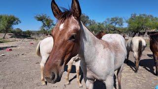 De paseo por RANCHO EL TANQUE en Nuevo León