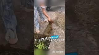 This mother saves a drowning dog on her way home