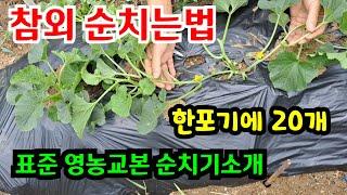 참외순치는법 (한포기에 20개) 그림설명첨부 (참외는 여기에서 달아요) #참외순치기 방법