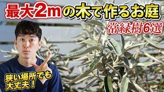 【最新の樹種も】大きくならない木でつくるキレイで楽チンなお庭。オススメの常緑樹を6つご紹介します。