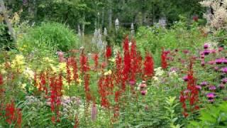 Gardening Tips & Flowers : How to Grow Cardinal Flower (Lobelia Cardinalis)