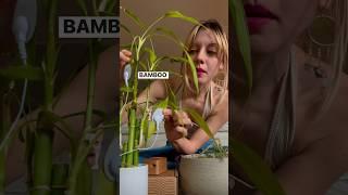 Will this bamboo plant sing? Let’s tune in with PlantWave. #plantmusic #plantwave #bamboo #nature
