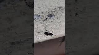 carpenter ant  drinking water