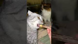 Коты нанюхались палочки и изволят буянить  #кузяка #котики