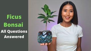 Ficus Bonsai all questions answered |  Fig tree bonsai Care tips and tricks