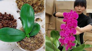 Best techniques to repotting orchid in pot #orchid #06