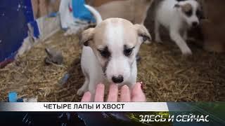 четыре лапы и хвост