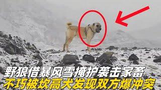 野狼借暴风雪掩护，欲袭击家畜，不巧被一条强壮的坎高犬抓住，双方爆发激烈冲突#狼群 #坎高犬 #牧羊犬 #狼