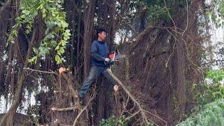 [Cleanup Overgrown] Cut down 2 large overgrown trees causing danger in the front yard