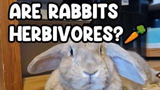 Are Rabbits Herbivores? An quick look 