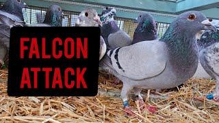 180km Pigeon Race Returns [and falcon attack!]