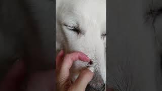 diesels nose bump. video for vet