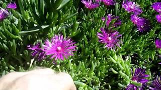 Ice Plant Propagation ( Delosperma Cooperi ) in 3 steps     Bouturage en 2 mn !