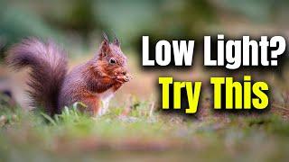 How To Photograph Wildlife In Low Light In 4 Minutes