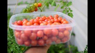 Sweet Million Cherry Tomato - One plant - Hundreds of Tomatoes