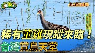 台灣賞鳥天堂 稀有「董雞」現蹤來臨！ |【讓我們拍鳥趣】| 2022071101 @gtvnews27