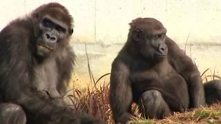 ネネとキヨマサ④　Mother(Nene) ＆ child(Kiyomasa) gorilla