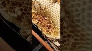 #honey #bee #comb #sound