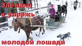 Приучаем к хомуту и шлее молодую лошадь. Подготовка к заездке в сани.