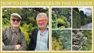 How to use conifers in the garden: tips and ideas!