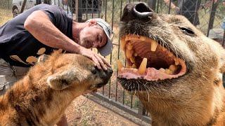 Biting HYENA Vet Visit Goes Wrong | The Lion Whisperer