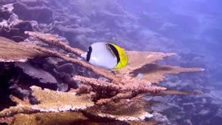 Lined Butterflyfish (Chaetodon lineolatus)