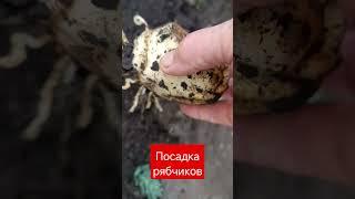 посадка императорских рябчиков #дача #весенний#цветок #сад