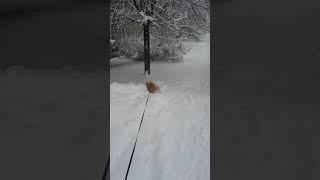 Превращение в снеговичка:)