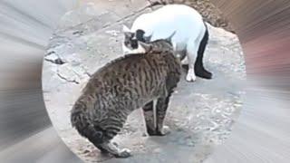 Funny cats fighting at the street! Cats arguing! (#00053)