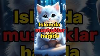 Mushuklar haqida 7ta ma'lumot: Islomda mushuklar haqida@ilmbulogi