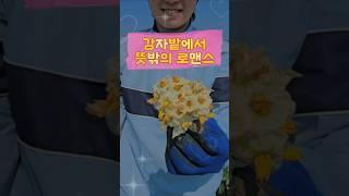 감자 꽃 제거하고 ️ 굵은 감자 수확해요! #주말농장 #사랑꾼