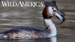 Wild America | S2 E8 Wild Wings | Full Episode HD