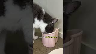 Is Your Cat Avoiding Its Food Bowl? ️