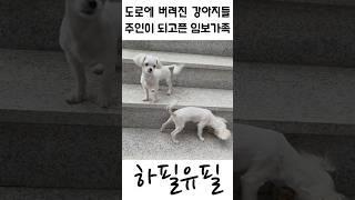 도로에 버려진 강아지들 주인이 되고픈 임보가족 2탄