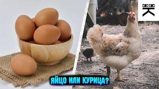 Что появилось первым, яйцо или курица?