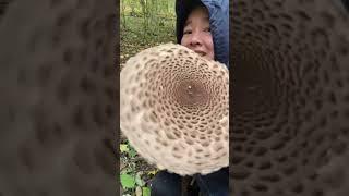 Parasol Mushroom In Czech Republic #parasolmushroom  #edible  #foraging  #cz #lol  #filipina