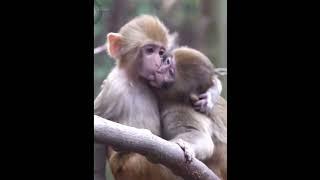 Monkey Love