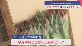 県の花「チューリップ」まもなく出荷ピーク 生産者集まり目合わせ会【新潟】スーパーJにいがた3月5日OA