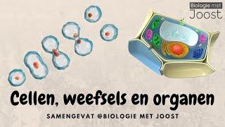 Cellen, weefsels en organen | Samenvatting