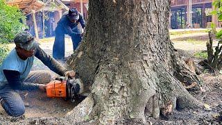 Stihl ms 881 & Husqvarna 3120 xp Vs Big tree in front of house.