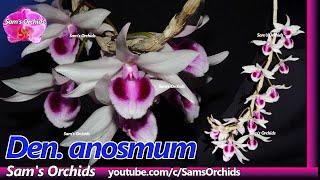 Orchid with powerful fragrance in summer - Late blooming【Dendrobium anosmum】