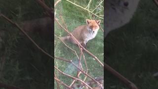 Handsome Freddy the fox #foxes # red fox #urban-foxes # wild animals