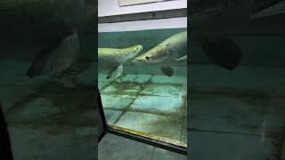 Good snack for the big boy  #arapaima #fish #alligatorgar #aquarium  #shortsviral