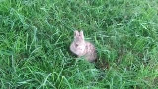 Leveret