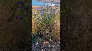 Tá aí um motivo pra visitar a Nova Zelândia | Lake Tekapo, Canterbury