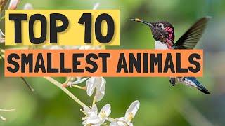 Top 10 Smallest Animals in the World