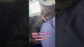 6 Telltale Signs Your Cat is Truly Happy and Content (#4 is adorable!)