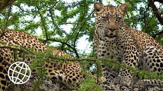 Serengeti National Park, Tanzania  [Amazing Places 4K]