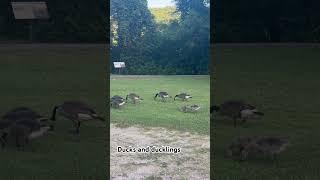 Ducks and ducklings. #atlanta #vlog #nature #walking #hiking #moto #bike #dog #duke #brasil #soda